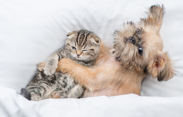  Friendly Brussels Griffon puppy hugs tiny tabby fold kitten under white warm blanket on a bed at home. Top down view