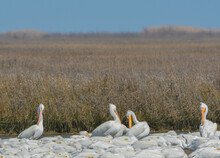 American White Pelicans Resting Near The Gulf Coast, Bolivar Peninsula, Texas