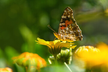 Wall Mural - Butterfly burdock on a yellow flower (Vanessa cardui, Nymphalidae). Butterfly painted lady. Spring and summer background