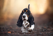 Amazing Basset Hound Puppy Photo