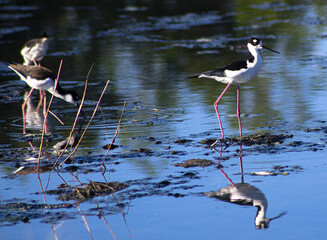 Poster - A pair of black-winged stilt birds in a pond