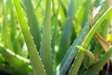Close Up Fresh Green Aloe Vera Plant In The Herb Garden.