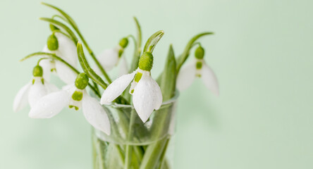 Canvas Print - a bouquet of snowdrops in a transparent tequila glass. splashes of water on petals. first spring flowers. forest. hello spring. women's day concept. green blur background. space for text. greeting car
