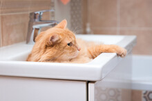 The Red Cat Lies In The Sink In The Bathroom 