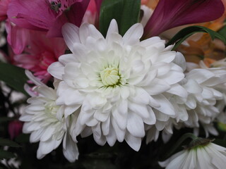 Wall Mural - Beautiful white chrysanthemum flower close-up