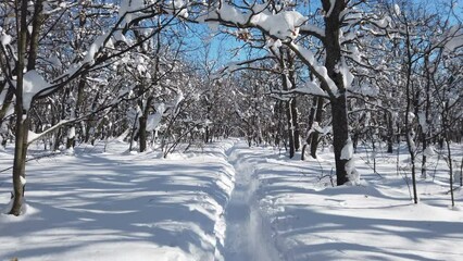 Wall Mural - narrow path in the forest where there is a lot of snow on a sunny day