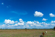 blue sky with clouds.panoramic blue sky background with small clouds.
