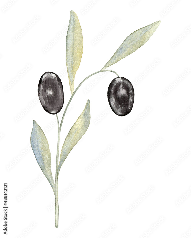 Olive branch with fruits watercolor. Botanical illustration of black ...