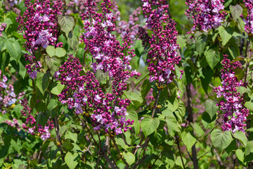 Wall Mural - Flowering lilac tree during spring