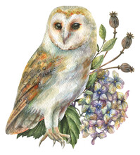 Watercolor Illustration Of A Realistically Drawn Owl With Orange Wings Surrounded By Hydrangea Flowers