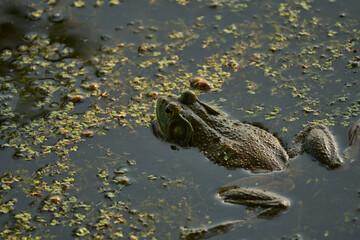 Canvas Print - A closeup shot of a toad floating on a lake surface