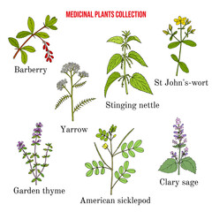 Wall Mural - Set of different medicinal plants