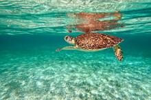 Sea Turtle, Cayman Islands