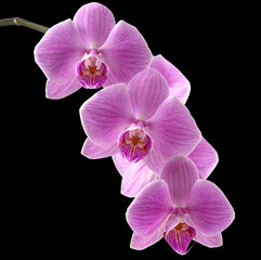 Wall Mural - Orchid branch isolated on black background