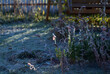 © moskvich1977 - flowers covered with frost in the garden in the morning