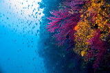 Fototapeta Na sufit - Paramuricea clavata red gorgonia of the mediterranean sea- Diving in the marine national park close to Portofino
