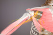 Shoulder pain neuralgia, human skeleton anatomy illustration