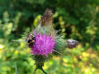 Wall Mural - Bumblebee eating pollen on a thistle flower. Macro photo close up.