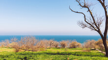Beautiful Calm Blue Sea And Shore With Green Grass