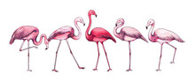 Pink Flamingo. Hand Drawn Tropical Bird Collection In Various Poses. Isolated Feathered Animal With Wings And Beak. Paradise Fauna. Nature Sketch. Africa Wildlife. Vector Engraved Fowl Set