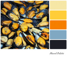 Mussel Palette With Complimentary Colour Swatches. 