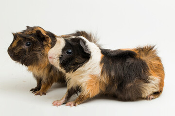 Wall Mural - two pair guinea pig isolated on white background
