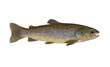 Brook trout. Native wild salmon fish isolated on white background