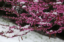It Snowed On Redbud Flowers, Global Warming