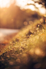 Wall Mural - dew on the grass an autumn morning with blurred background