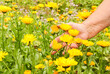 Ringelblumen Hand Frau Garten Ringelblume