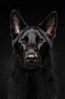 Black shepherd with an intense look and glossy eyese