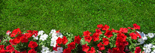 Summer Background With A Border Of Red And White Petunias And Green Grass With Spots Of Light And Shadow, Copy Space