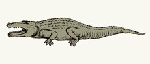 Crocodile. Vector Drawing Icon Sign
