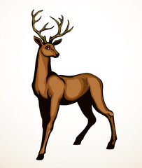 Wall Mural - Beautiful noble deer. Vector drawing