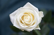 White rose close up blue background serene