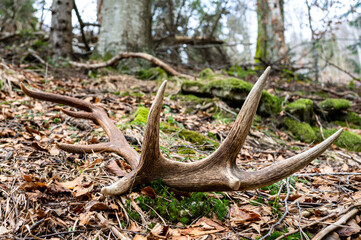 red deer antler shed in the forest. beautiful natural background. bieszczady mountains, carpathians,
