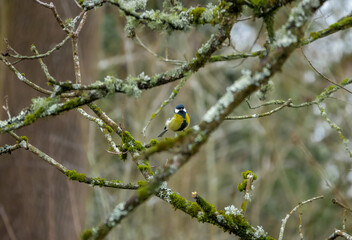 Wall Mural - a great tit (Parus major) feeding amongst winter branches