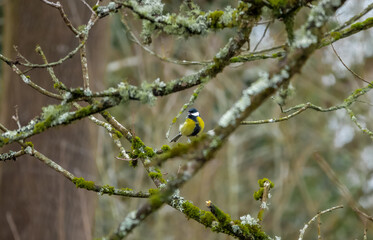 Wall Mural - a great tit (Parus major) feeding amongst winter branches