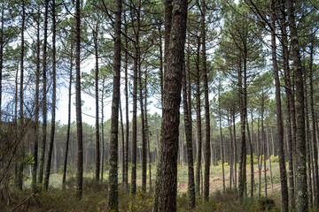 Wall Mural - Pine trees forest view