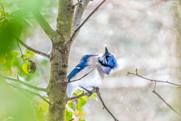 Wall Mural - Blue jay Cyanocitta cristata bird closeup on tree branch cleaning shaking winter snow flakes off feathers in cold weather in Virginia fluffing puffed up motion action