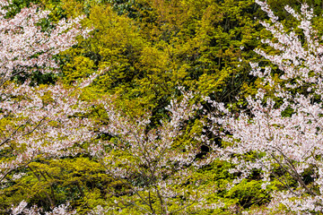 Wall Mural - kyoto, japan white pink cherry blossom sakura in springtime with blooming flowers in arashiyama area