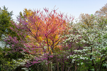 Wall Mural - idyllic fairy tale garden sunrise sunburst behind branches in virginia with dogwood and redbud purpl
