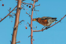 American Robin Eating Berries From A Crabapple Tree In The Spring.