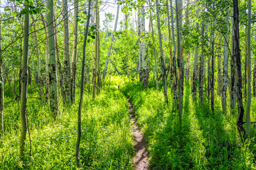 Wall Mural - Quaking aspen forest in Sunnyside Trail in Aspen, Colorado in Woody Creek area summer with lush green foliage and footpath road path on sunny day and nobody