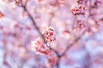 Wall Mural - Pink vibrant bright cherry blossom sakura trees isolated against bokeh background and blue sky with flower petals in spring springtime in Virginia