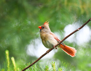 Wall Mural - red cardinals standing on the spring green tree branch