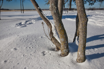 Wall Mural - Snow at White Rock Lake, Dallas, Texas.