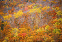 Trees Showing Autumn Fall Colors On A Hillside Near Stafford, Vermont