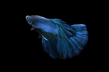 A beautiful and graceful blue betta fish