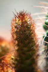 Poster - A closeup of a cactus growing in a field